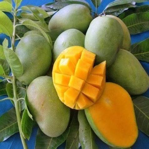 BISA BERBUAH DI POT bibit mangga harum manis hasil okulasi cepat berbuah