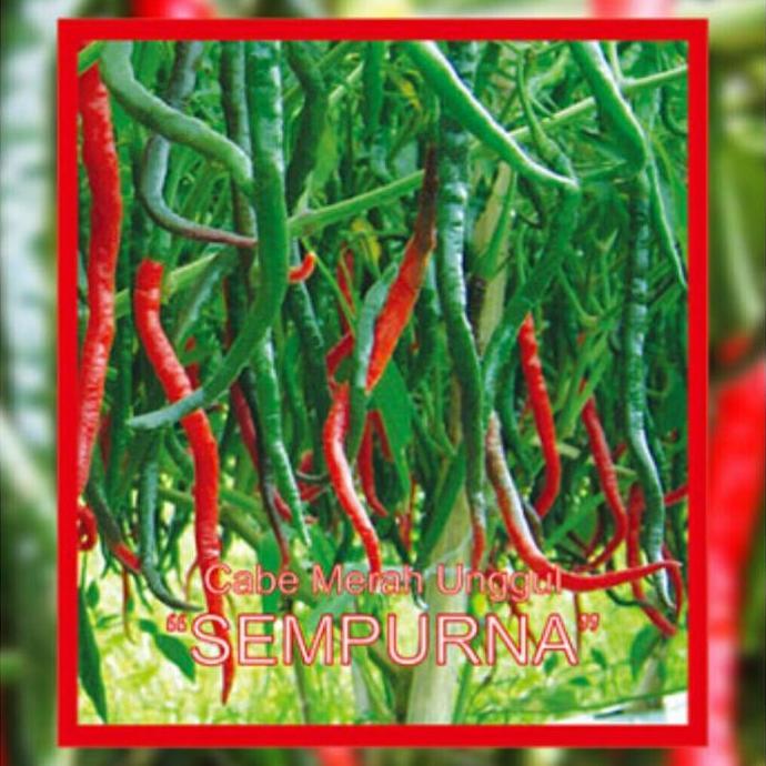 Benih Cabe Keriting Unggul SEMPURNA Isi 10 gram Garuda Seed