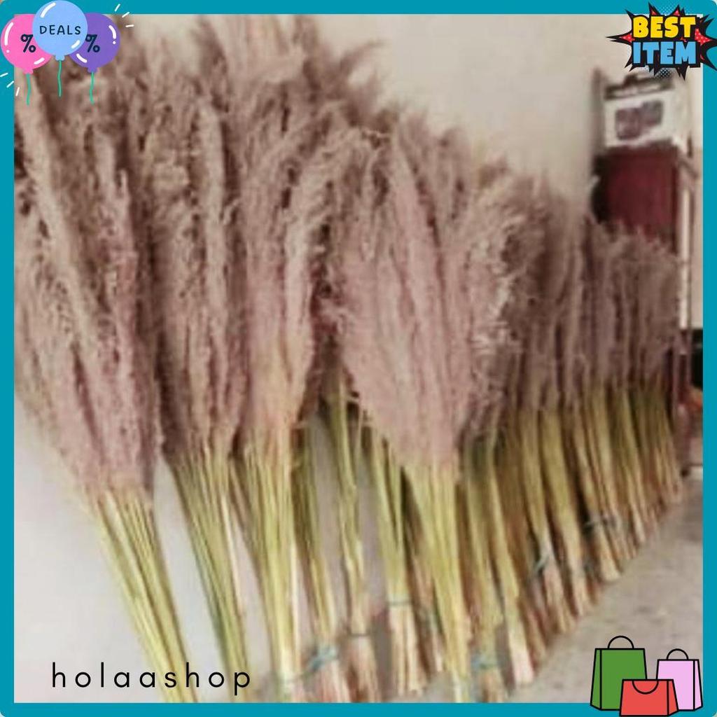 Diskon Kemerdekaan Pampas Bulu Pampas Kering Pampas Dekorasi Rustic