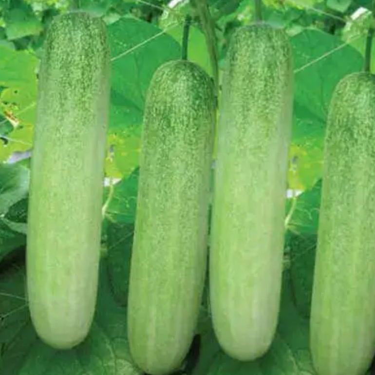 Bisa Cod Ya Kak Biji Benih Timun Lalap Hibrida F1 Repack 15 Biji - Bibit Tanaman Sayur Sayuran Toska