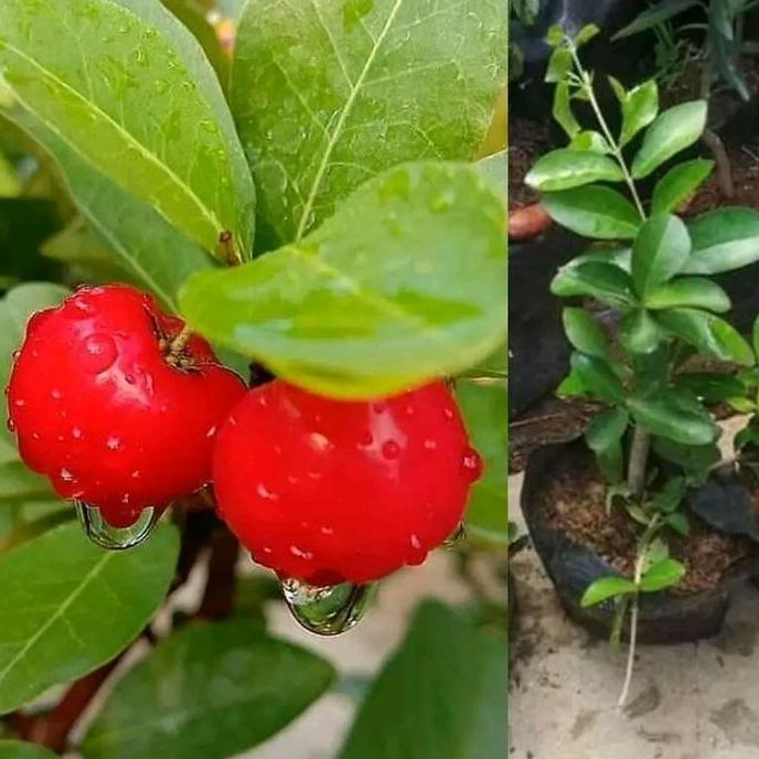 bibit ceri kondisi sudah berbuah tabulampot