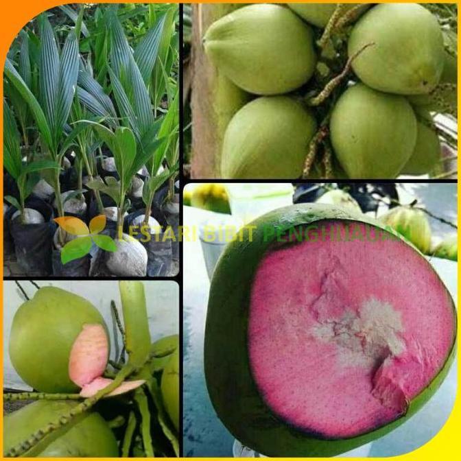 Bibit kelapa wulung genjah