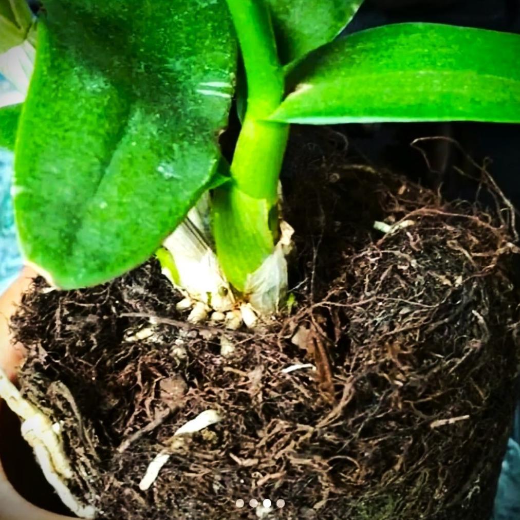 Bisa Cod Ya Kak Mos Hitam Asli Media Anggrek 1Kg ,,,