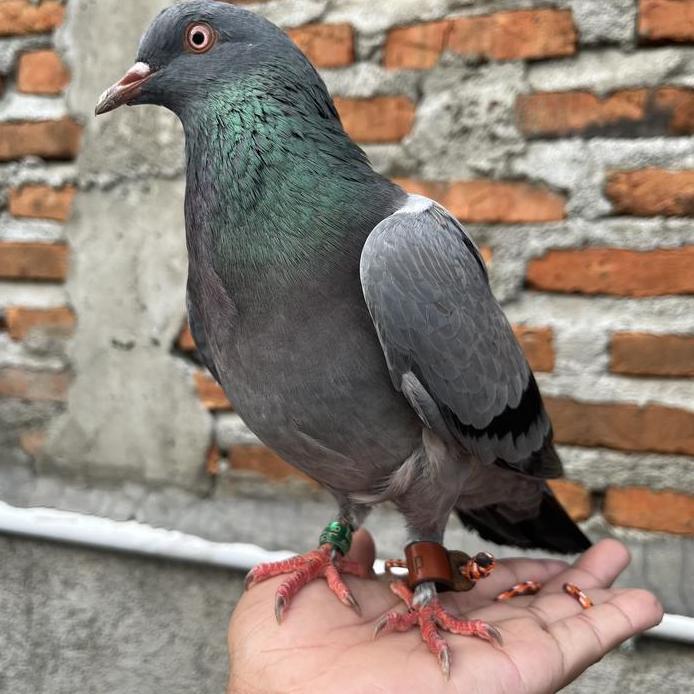 Angklet Burung Hantu Merpati Gagak Elang Bubo Bufy BOP