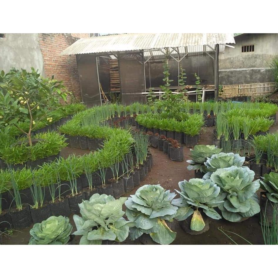 Promo Cod Stm Bibit Sayuran Benih Sayur Paket Lengkap Tanaman Hidroponik Kangkung Bayam Brokoli Cabe