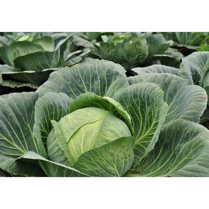 Promo Cod Bibit  Benih Sayur Sayuran Paket Lengkap Varian Unggulan 