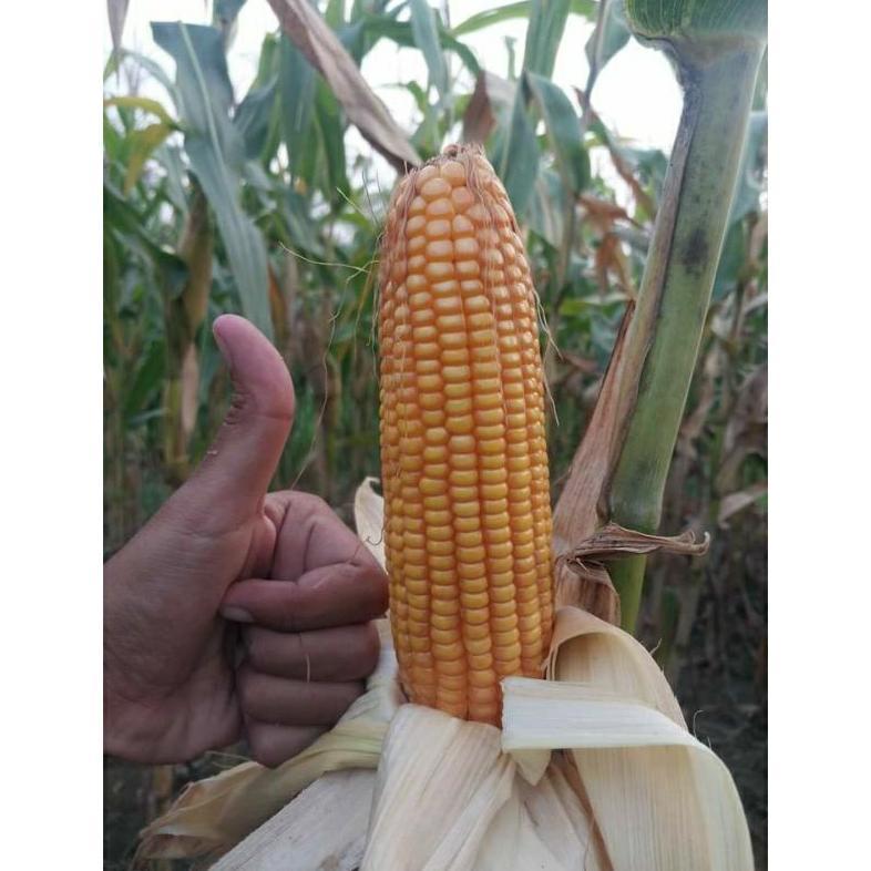 Promo Cod Benih Jagung Hibrida Nk 6172 Perkasa 1Kg #Bibit Jagung#Jagung Perkasa#Bibit Nk Perkasa 