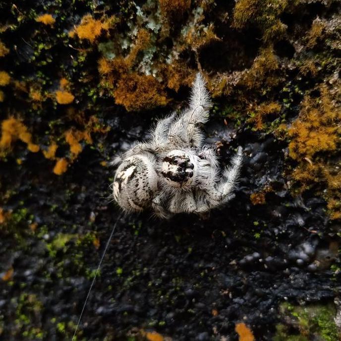 New- Jumping spider