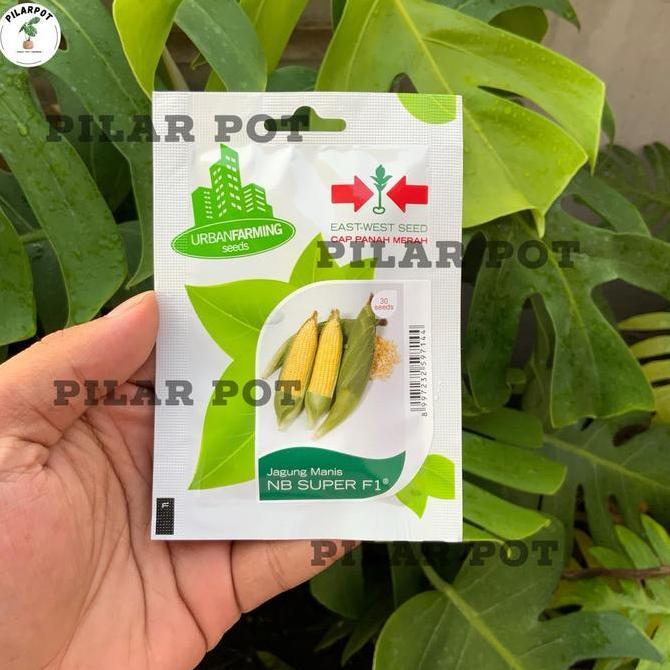 Benih Bibit Jagung Manis NB Super F1 Cap Panah Merah - JAGUNG MANIS NB SUPER F1 EAST WEST SEED