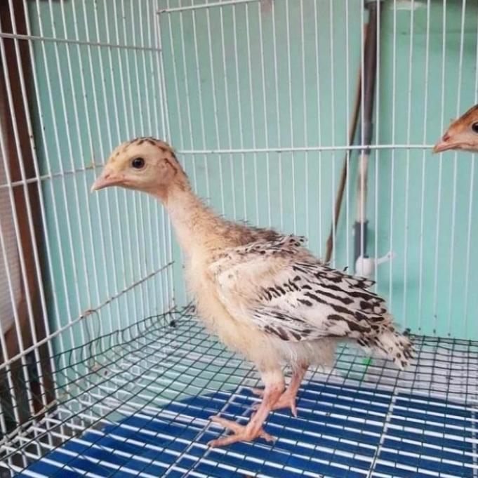 Anak Ayam Kalkun Hidup Berkualitas