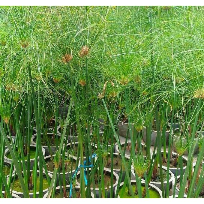 New- Tanaman air draw papyrus giant