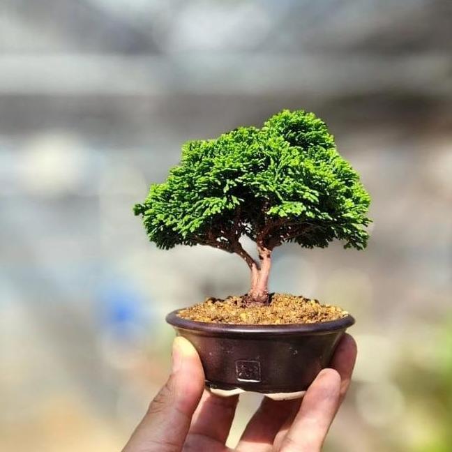 bonsai Cemara inoki Cypress hijau tanaman AME