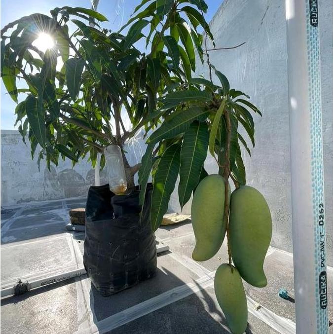 Terlaris Bibit Mangga MAHATIR Berbuah Lebat Mudah Tumbuh Hasil Cangkok Stek Pertanian Mangga Varieta