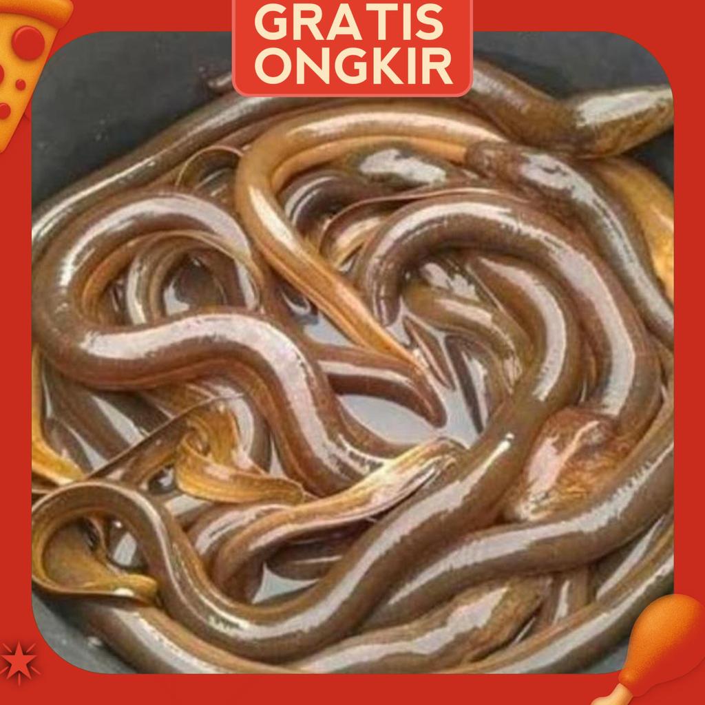 Ikan Belut Sawah Berat 1Kg