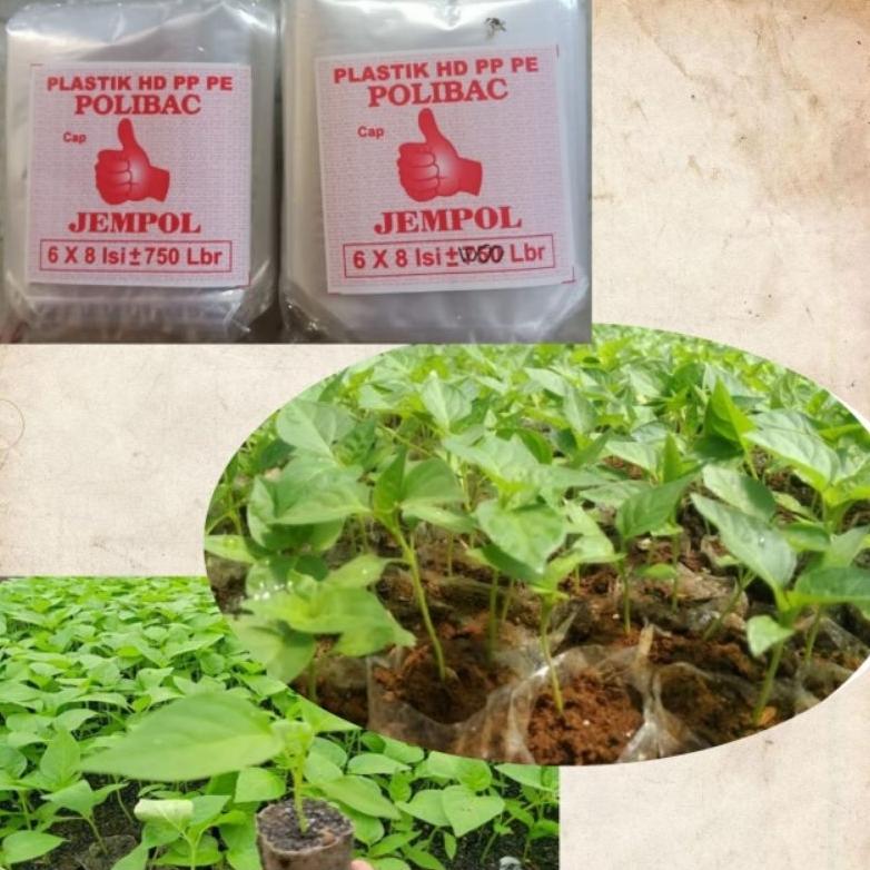 Promo Cod Polybag Semai Isi 1000/Polybag Cabe/Pp Bening Benih Tanaman 