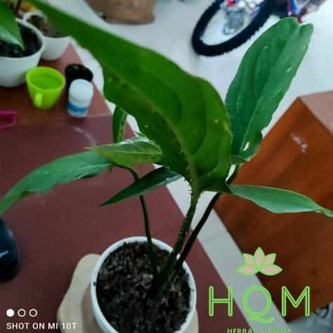 Keladi Hias Berduri - alocasia cyrtosperma - Tanaman Hias langka