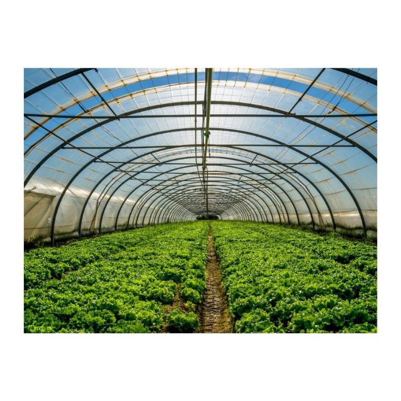 Bisa Cod Plastik Uv Juara Lebar 6 Meter Per Rol 100M/Uv 14% ><