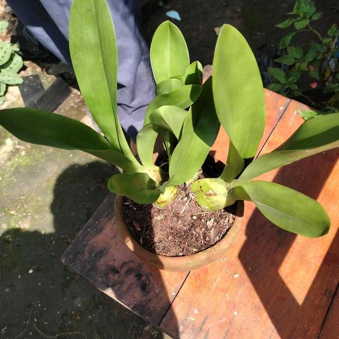 Anggrek remaja grammatophyllum atau anggrek macan