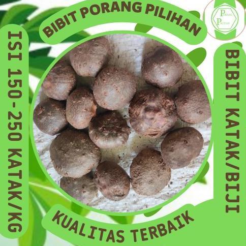 Bibit porang katak asli dorman 0.5kg isi 150-250 biji