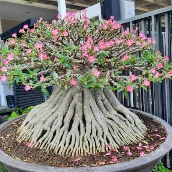 Benih / Bibit / Biji RCN Adenium Arabicum Rachinee 10 Biji