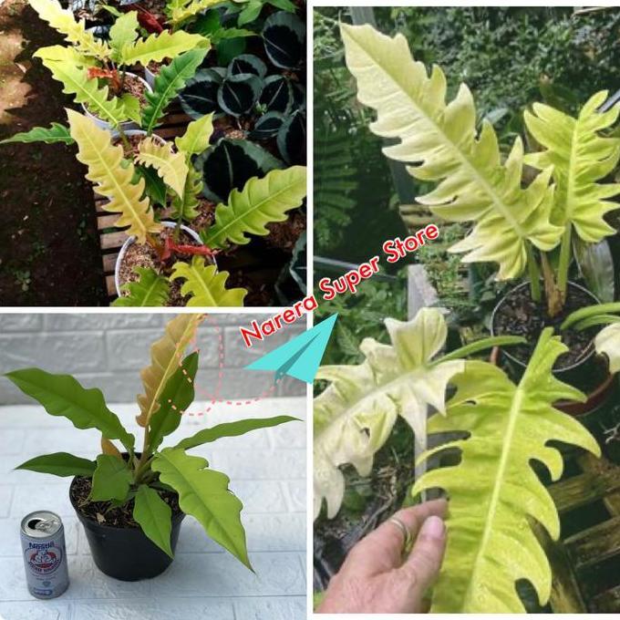 Philodendron Golden Crocodile Saw Real Pict Tanaman Hias Bunga Philo