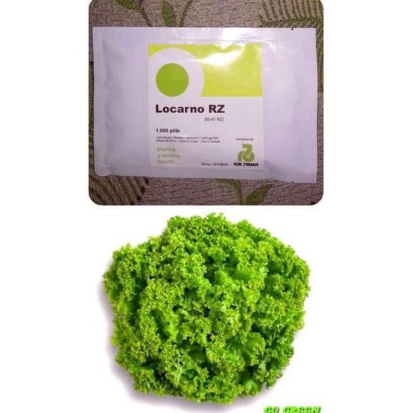 Benih Locarno RZ Green Lollo Lettuce Locarno Rijk Zwaan - 100 pills