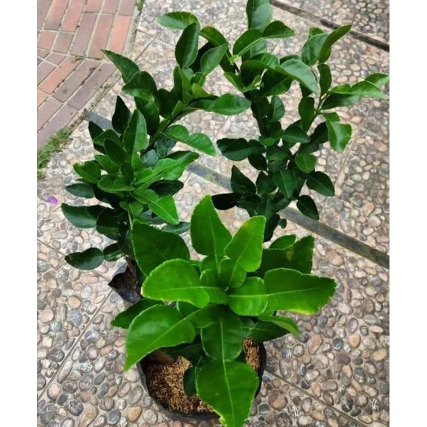 tanaman jeruk purut rimbun