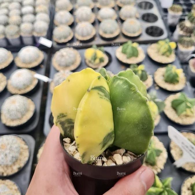 Astrophytum myriostigma 'variegata' - Bumi Kaktus Gurun Succulent