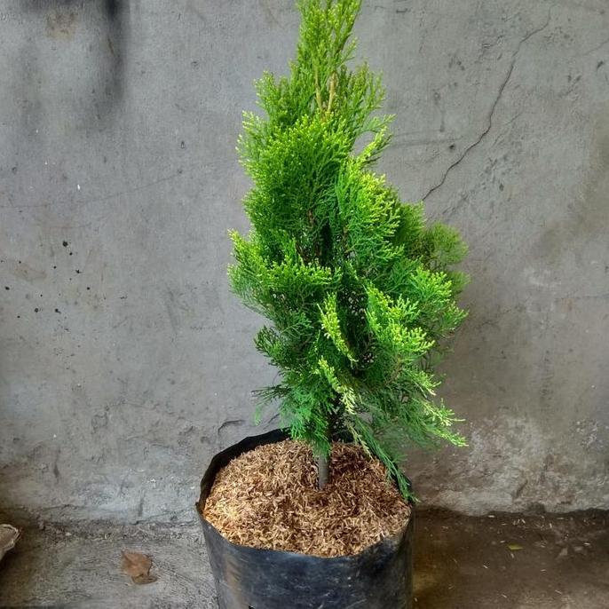 pohon cemara kipas, cemara natal, tanaman cemara rimbun bisa besar