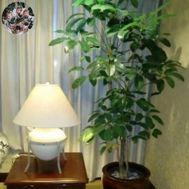 tanaman pohon Walisongo indoor tinggi 1 meter