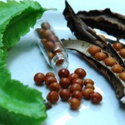 ( 1 Kg ) Benih Biji Sayuran Kecipir Lalap | Kecipir Sayur | Kecipir Hijau