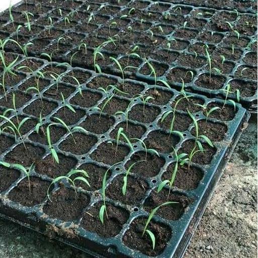 Agrimax Benih Mombaca F1 Panicum Maximum Pakan Ternak Sapi/Kambing (600biji)