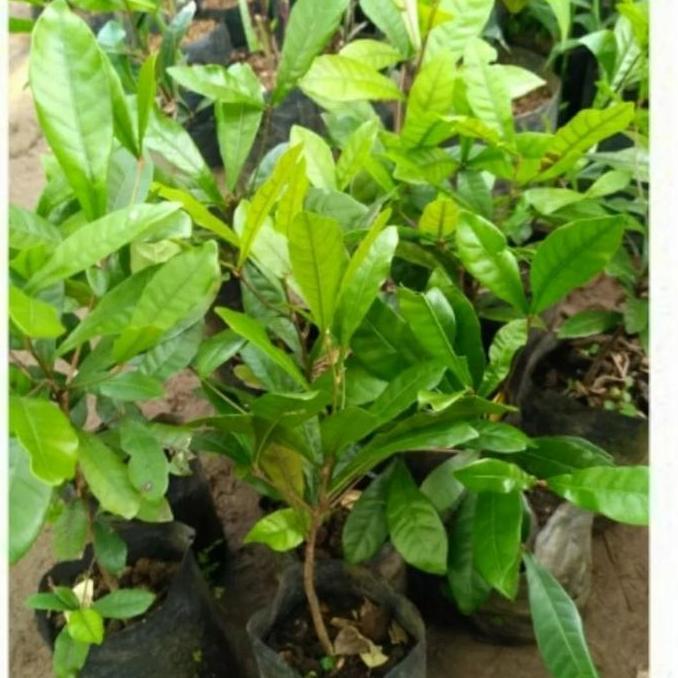 bibit pohon miracle fruit buah ajaib