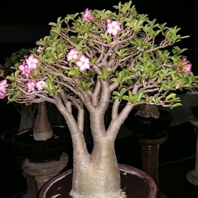 Bibit / Benih Biji Adenium ARABICUM YAMAN Mudah Tumbuh isi 10 Biji