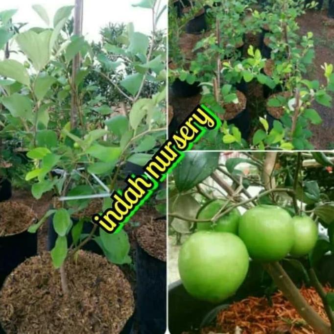bibit buah apel futsal/putsal/apel india sudah berbuah
