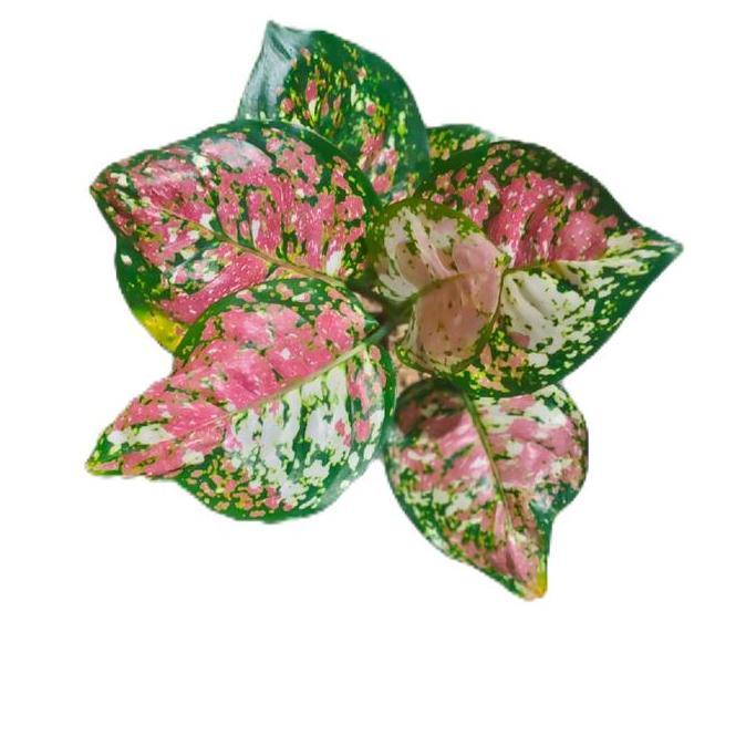 benih bunga aglonema tiga warna trecolor