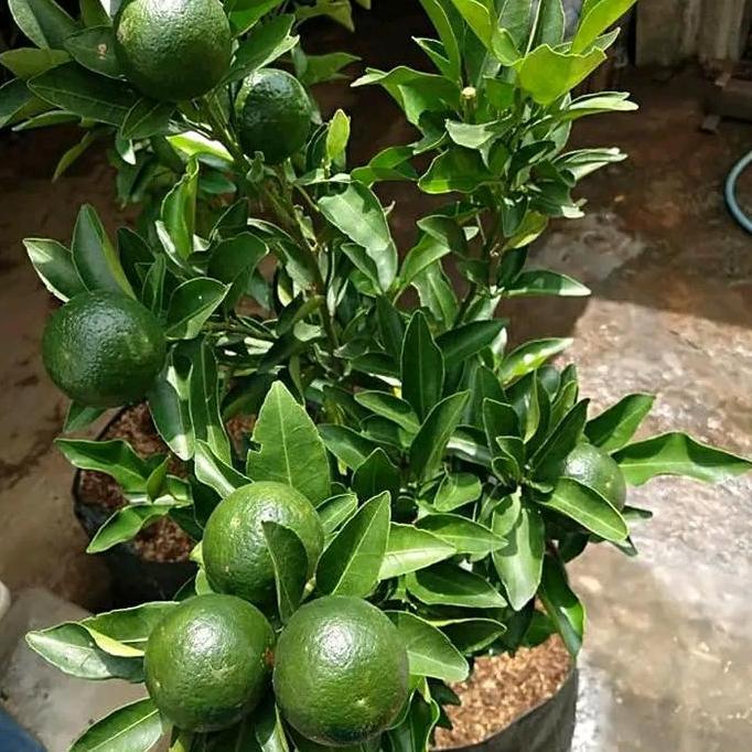 Bibit jeruk santang madu berbuah termurah