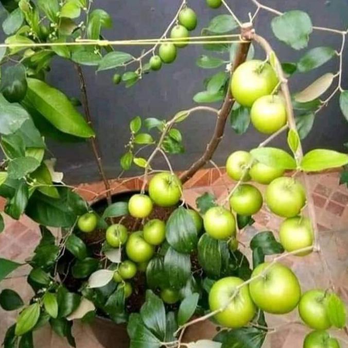 Bibit Buah Apel Futsa - Apel India