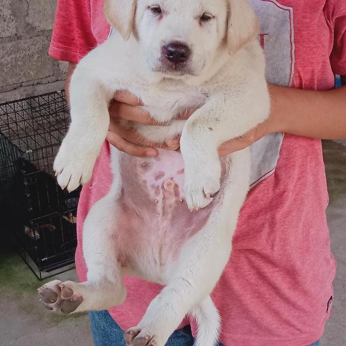 ANAKAN ANJING LOKAL MIX GOLDEN