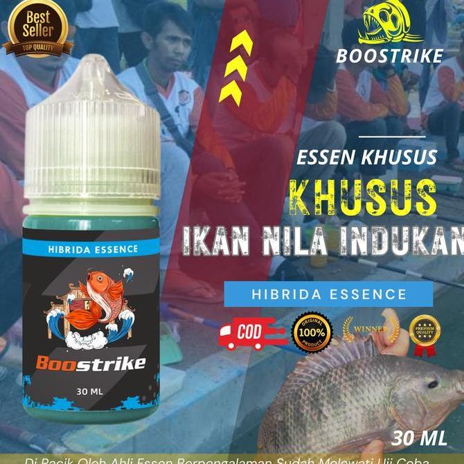 Essen umpan mancing ikan nila harain liar rawa media lumut dan cacing