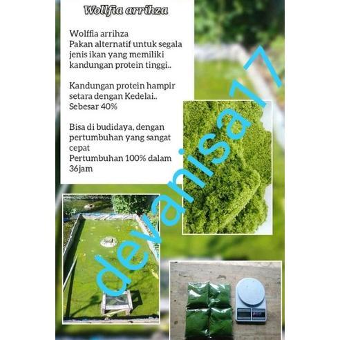 New Wolfia 5 Ons & 1Kg Wolffia