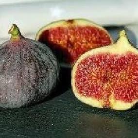 Bibit Buah Tin Fc Tunisia TUMBUHAN