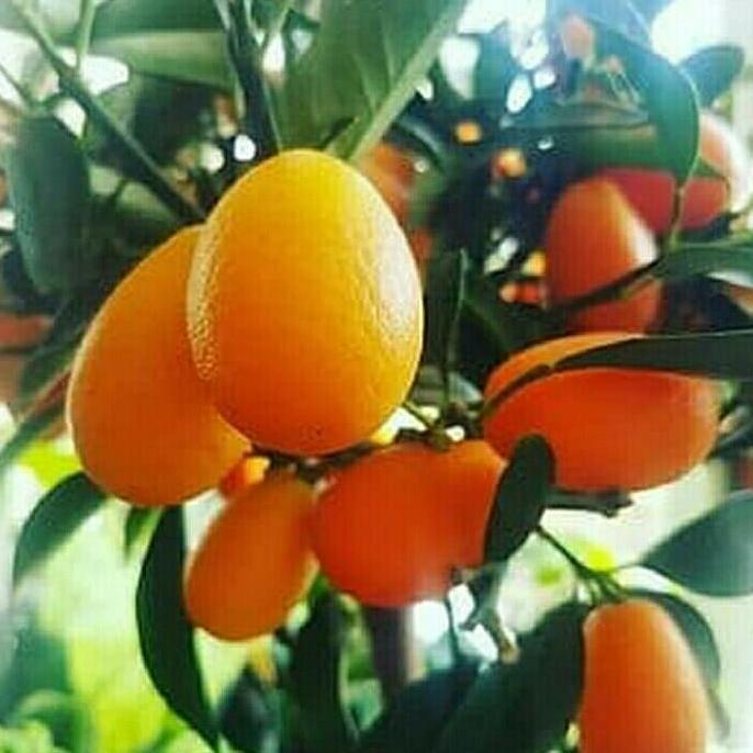 Bibit Tanaman Buah Jeruk Nagami Bibit Jeruk Nagami TUMBUHAN