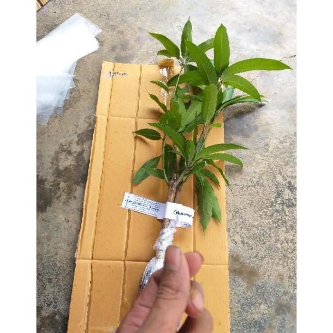 THE BEST Ready Bibit Mangga Kombinasi (1 pohon bisa berbuah 2 jenis TUMBUHAN