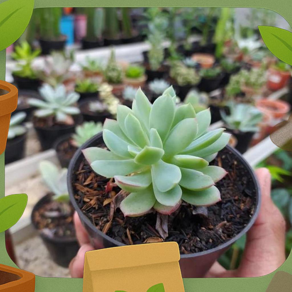 Media Tanam Kaktus Dan Sukulen ( Geek Farmer )