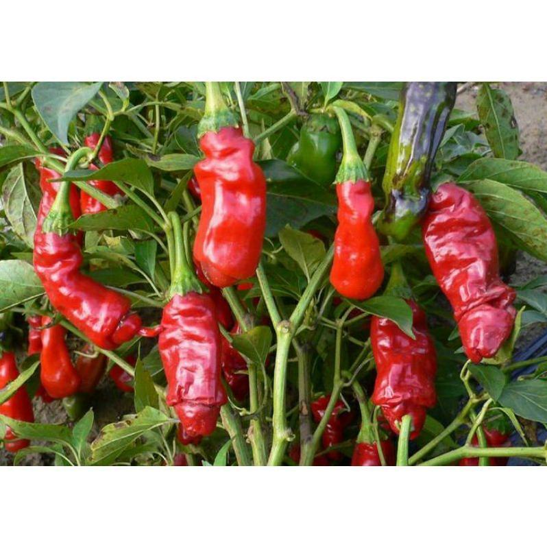 Benih Cabe Red Peter Cabe Hias Cabe Unik Bibit Tanaman Keunggulan