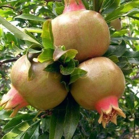 Bibit Tanaman Buah Delima Putih Buah Segar