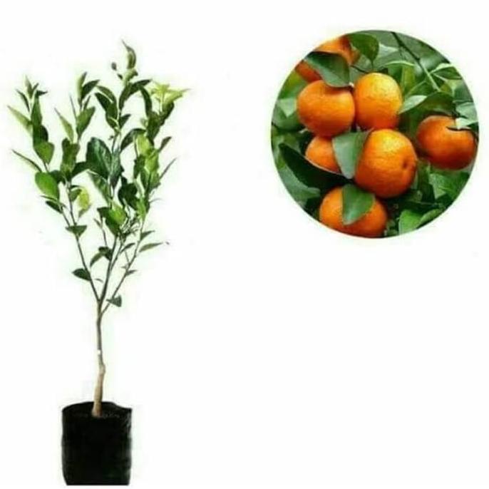 Bibit jeruk Santang madu okulasi