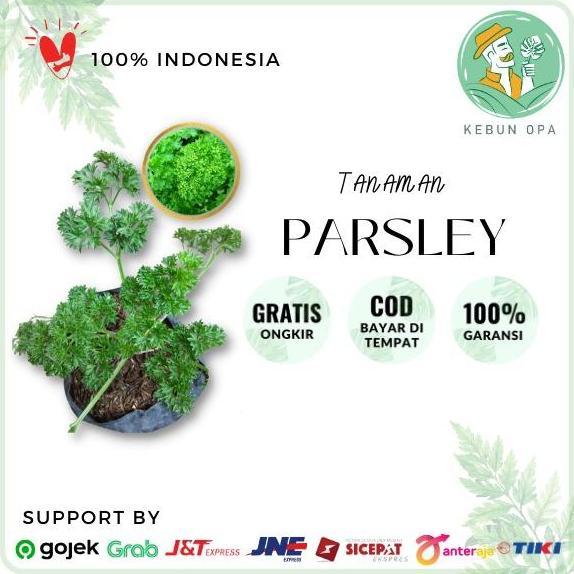 Bibit Tanaman Parsley Peterseli Segar