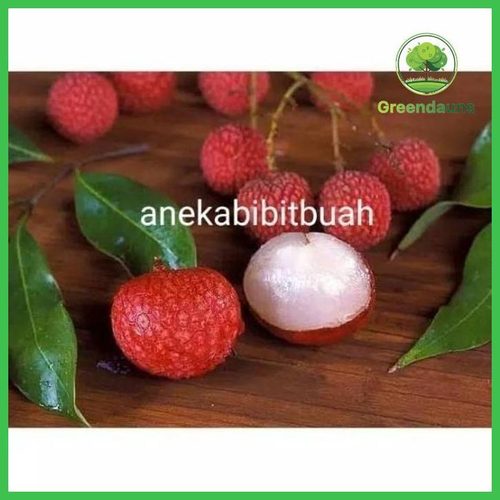 BUYER BIBIT TANAMAN BUAH LECI MERAH HASIL CANGKOK CEPAT BERBUAH J TOB1 BISA COD TAMAN TANAMANA BIBIT
